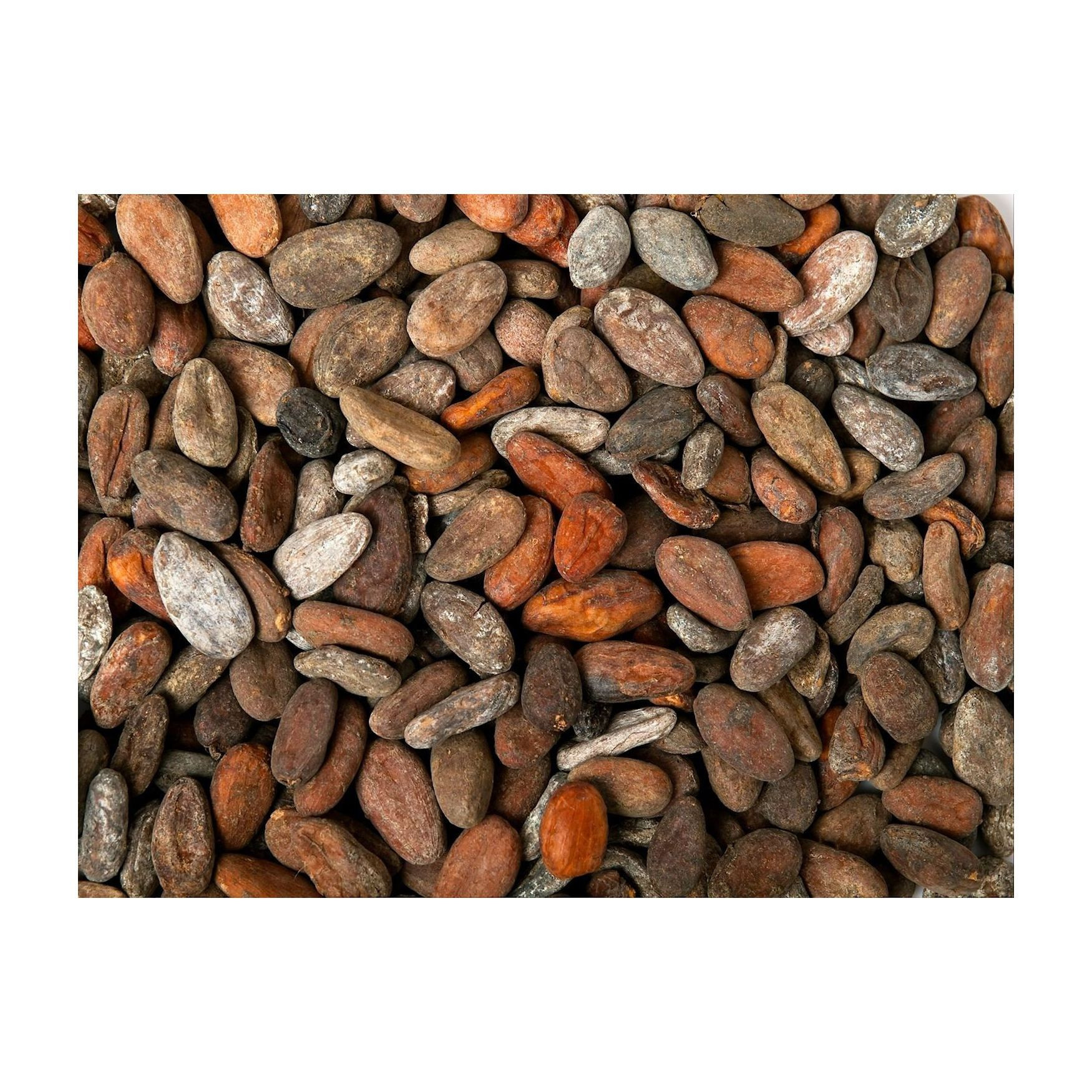 Cocoa Beans