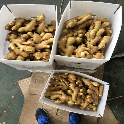 Pure, Farmed And Raw fresh ginger