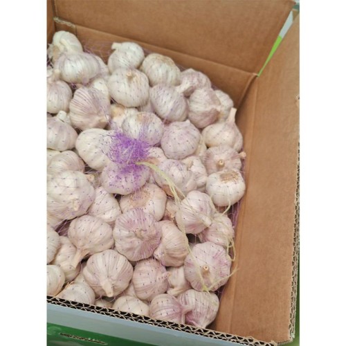 100% Organic Fresh garlic