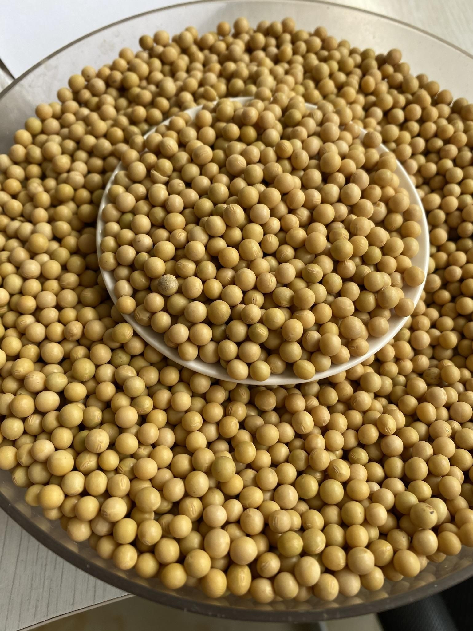 Soybeans seeds