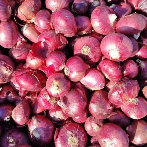 Fresh Red Onion available at best prices