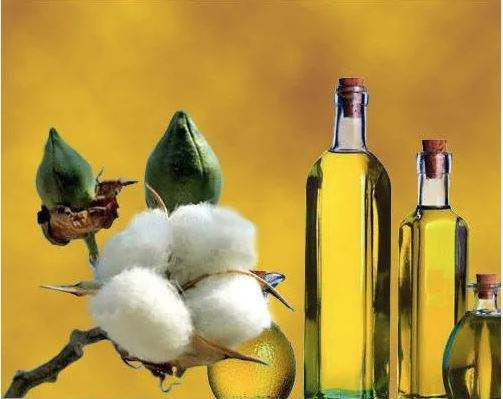 Seed Oil