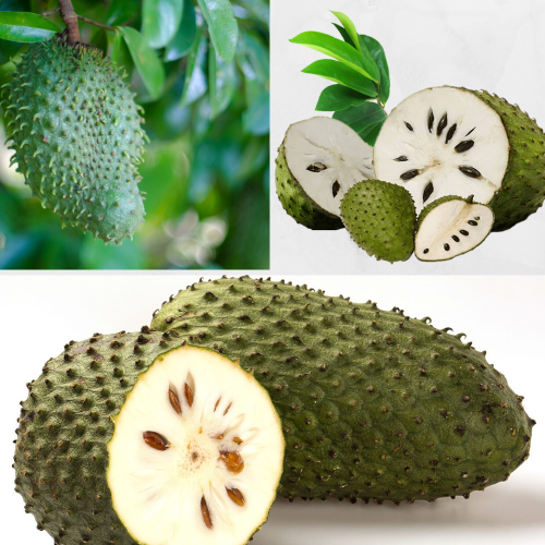 FRESH SOURSOP FRUITS