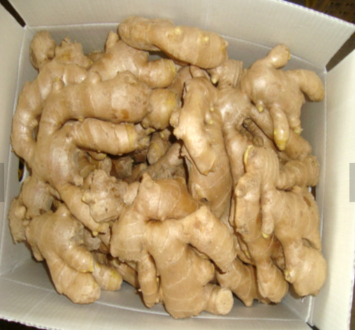 Pure, Farmed And Raw fresh ginger