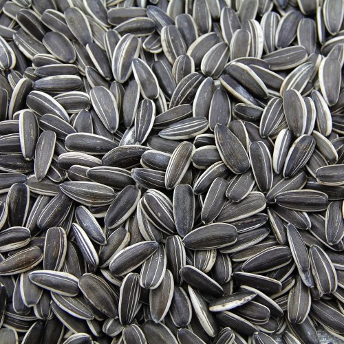 Sunflower seeds