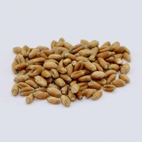 Wheat Seeds
