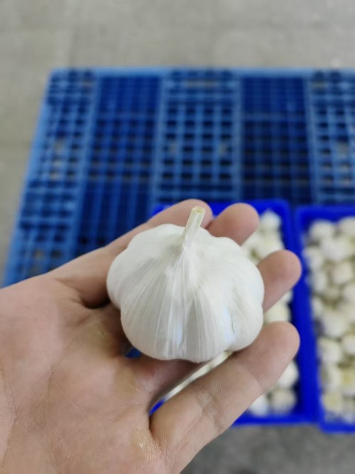 100% Organic Fresh garlic