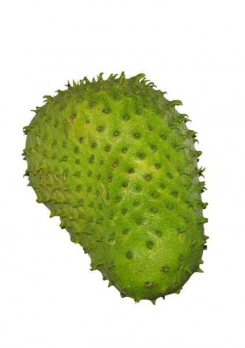 FRESH SOURSOP FRUITS