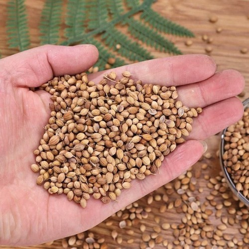 Coriander Seeds