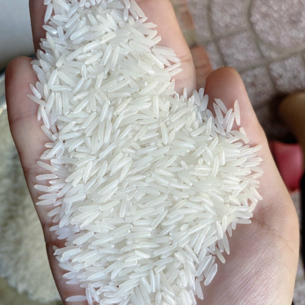 Rice