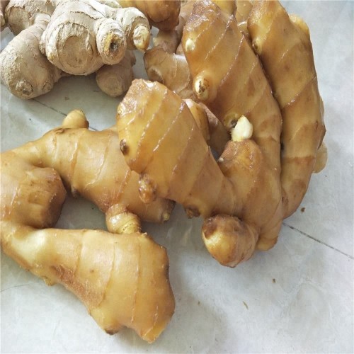 Pure, Farmed And Raw fresh ginger