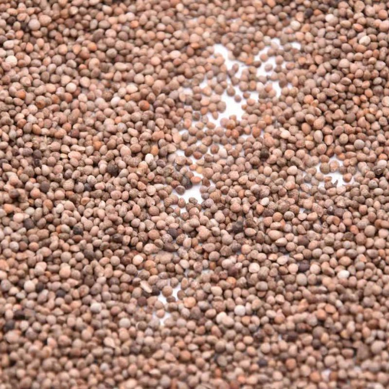 Perilla Seeds