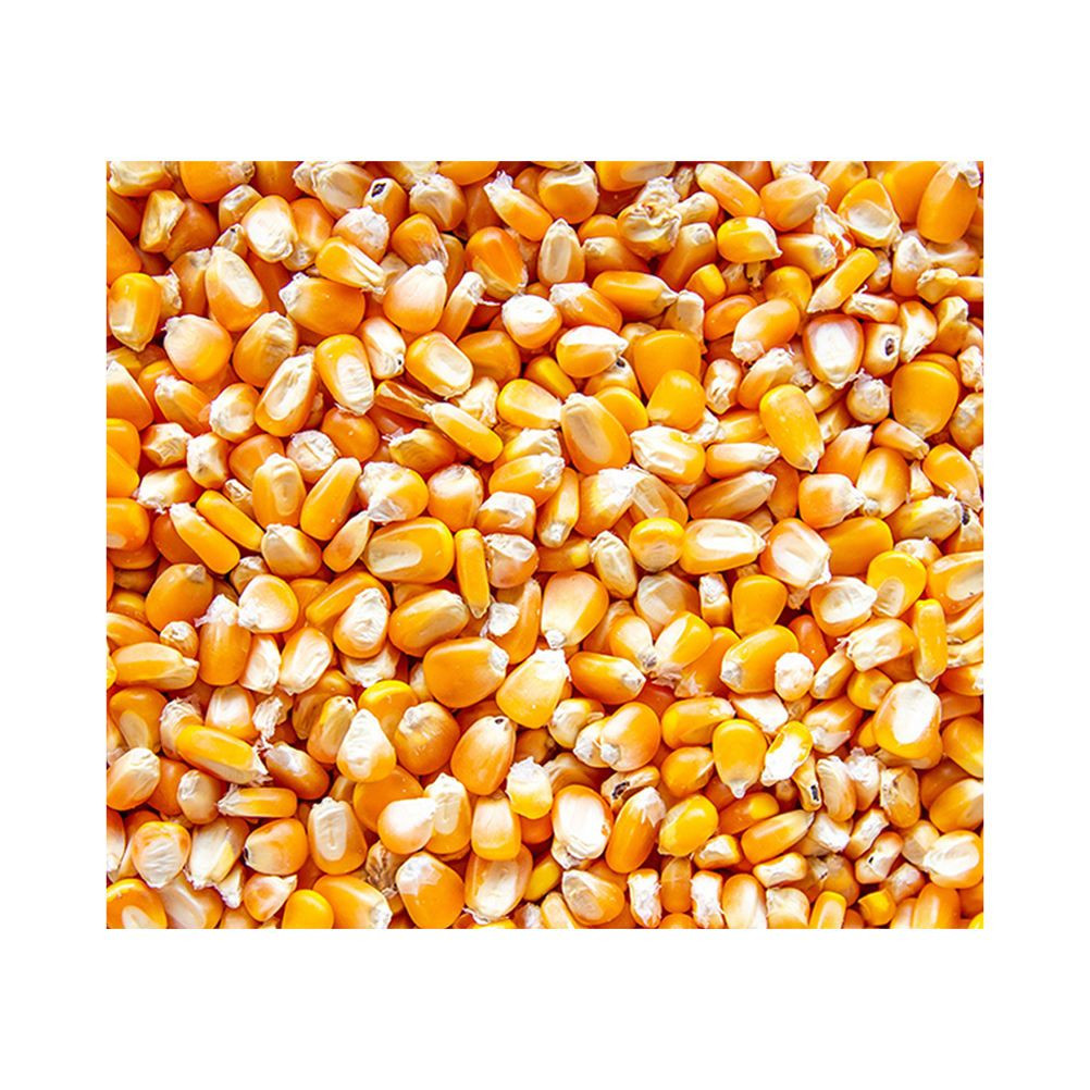 Yellow Maize