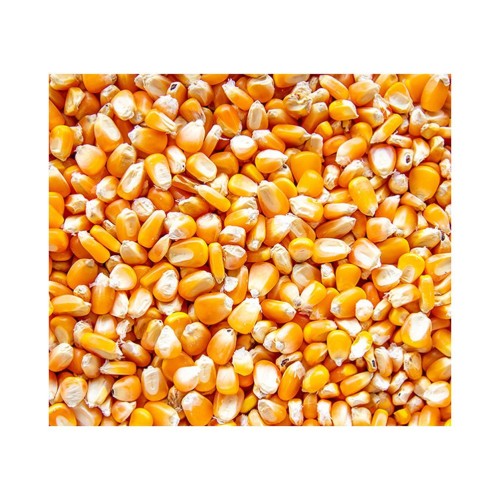 Yellow Maize