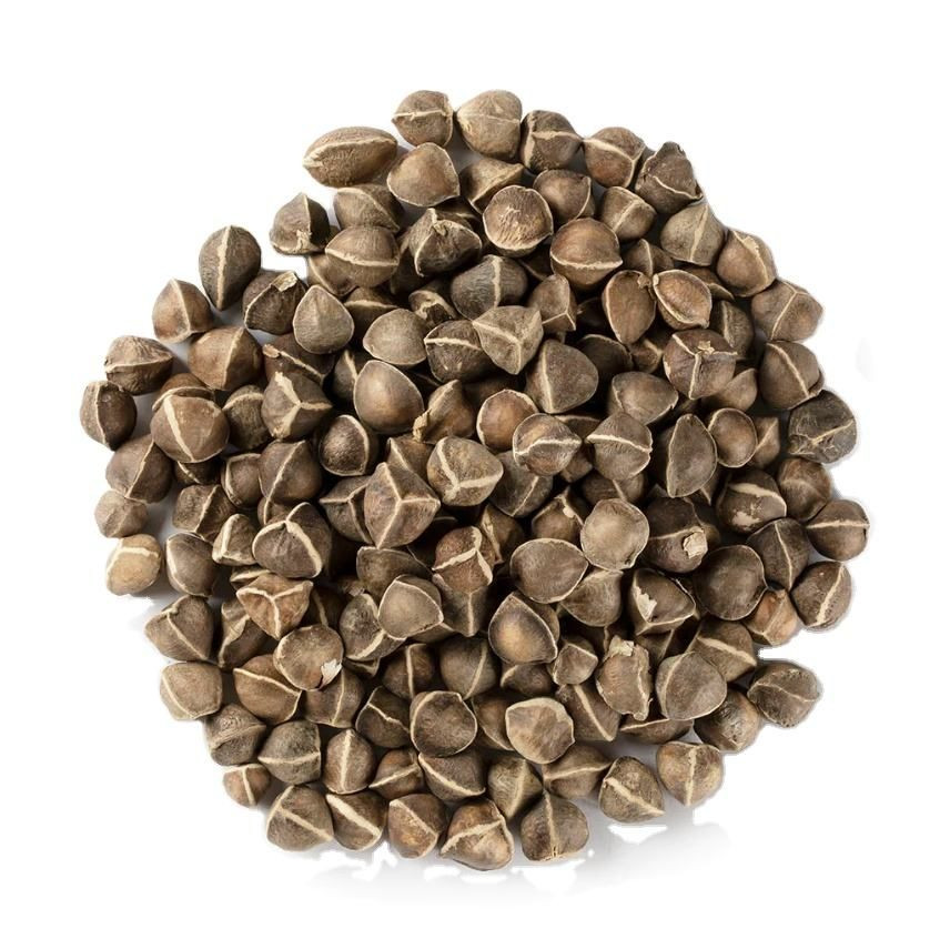 Moringa Seeds