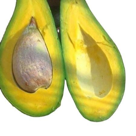 Premium grade fresh Avocado