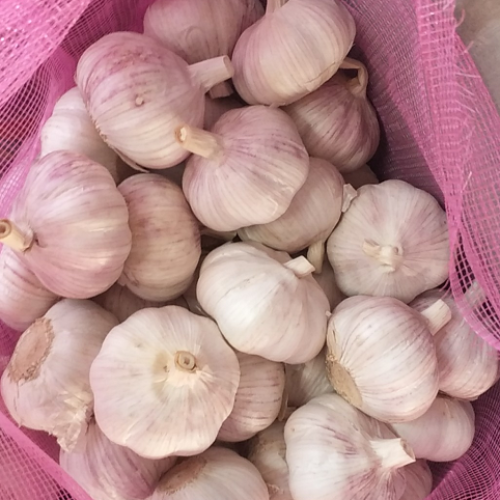 100% Organic Fresh garlic