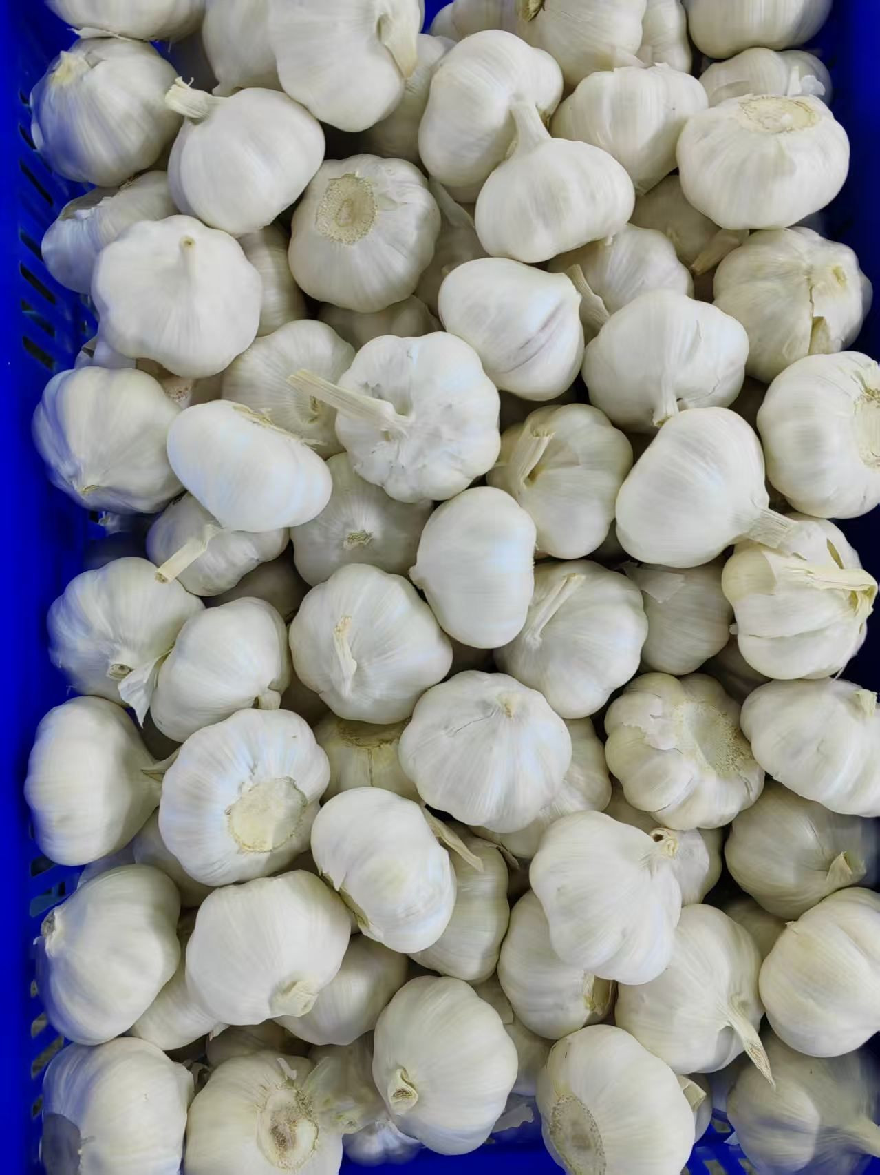 100% Organic Fresh garlic