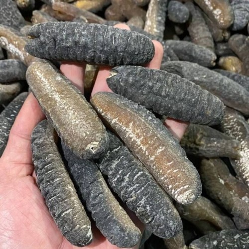 Sea cucumber