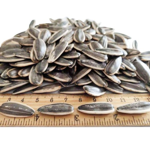 Sunflower seeds