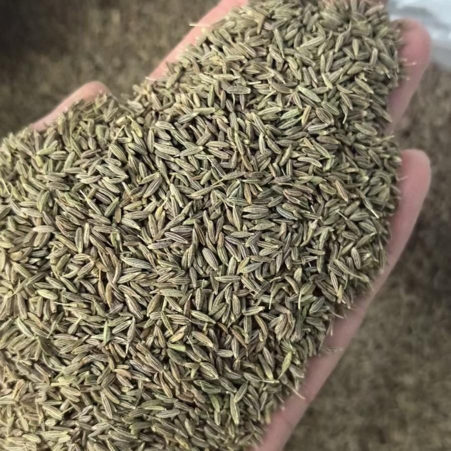 Cumin Seeds