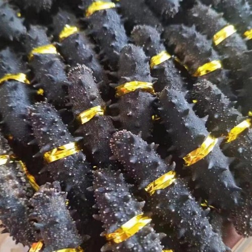 Sea cucumber