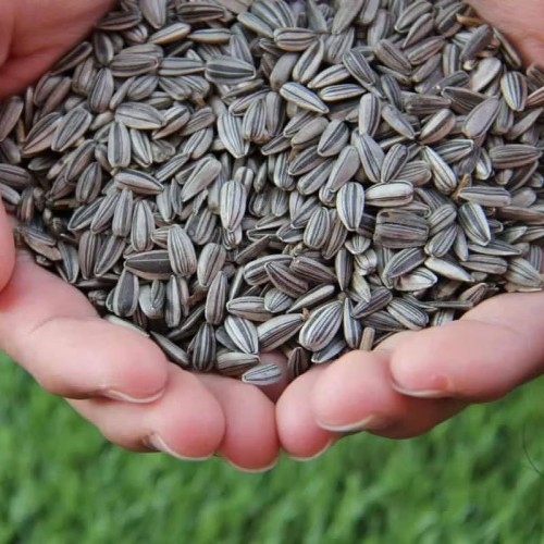 Sunflower Seeds
