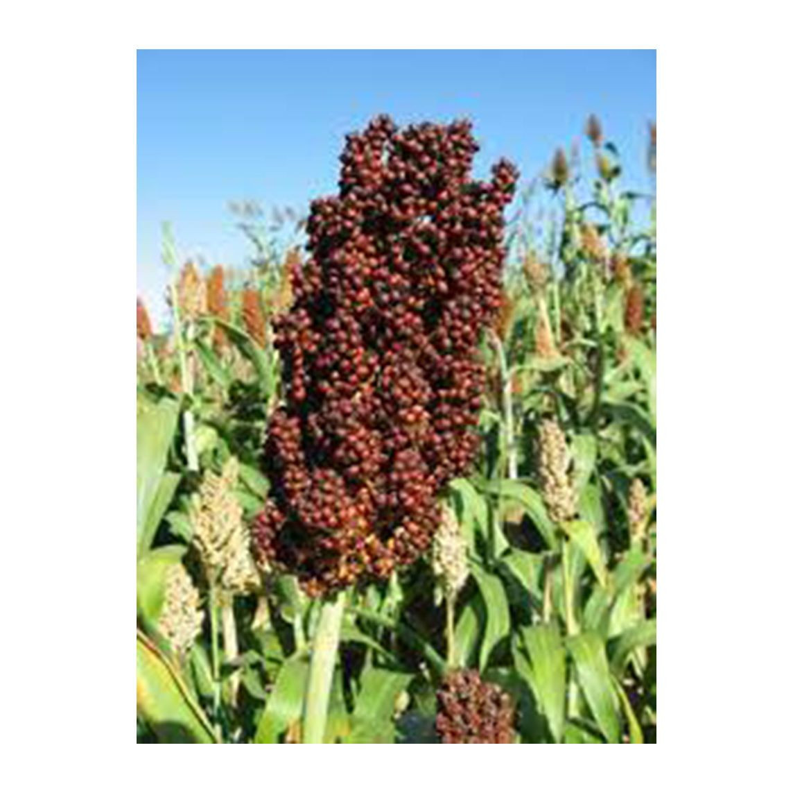 100% quality sorghum