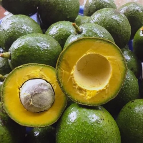 Premium grade fresh Avocado